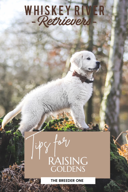Tips for Raising Goldens: The Breeder One