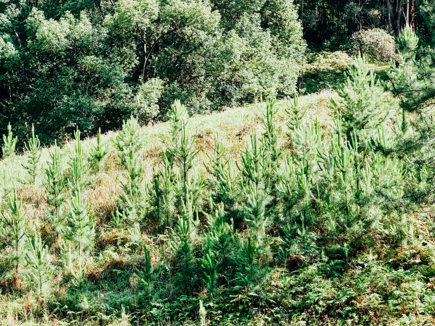 Pre order Christmas Trees