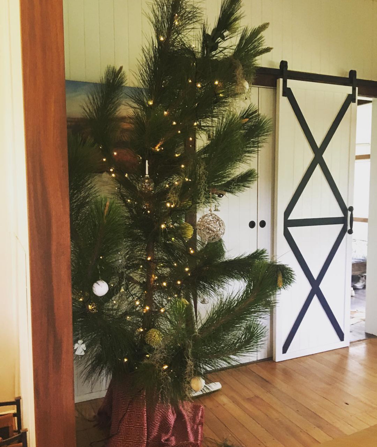 Pre order Christmas Trees