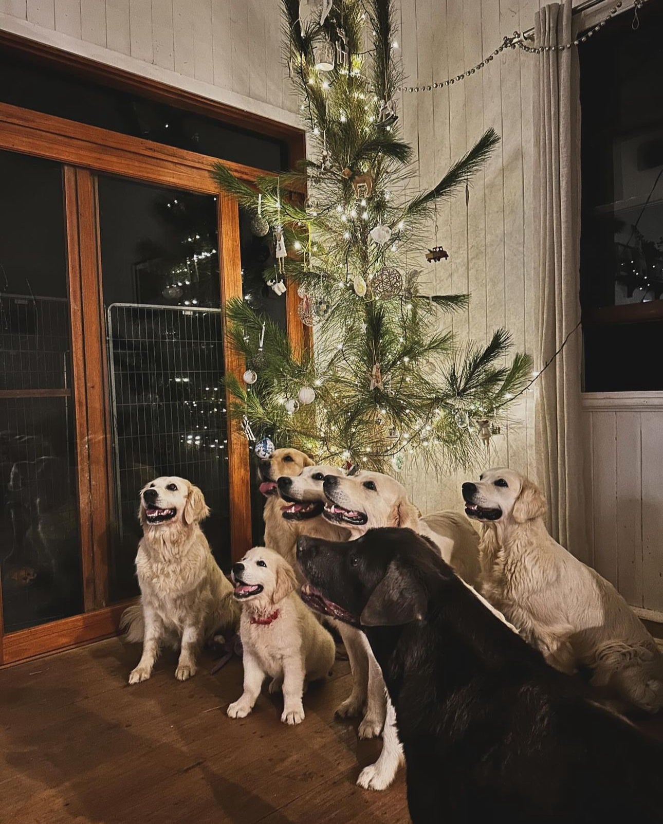 Pre order Christmas Trees