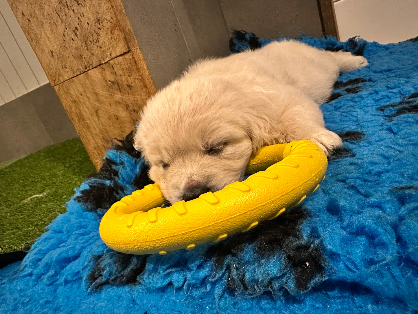 Furmilial Fitness Ring