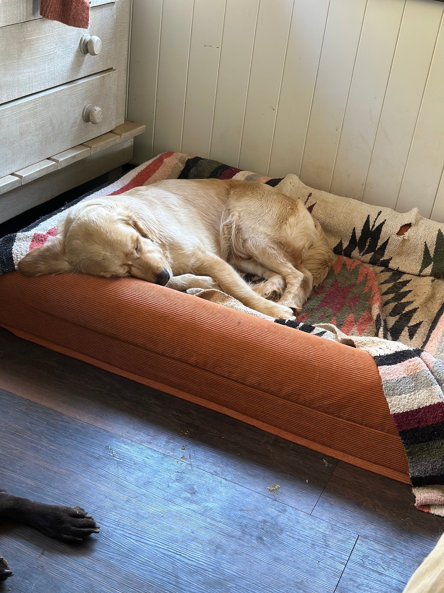 Doggy Snooze Bed – The Original Range