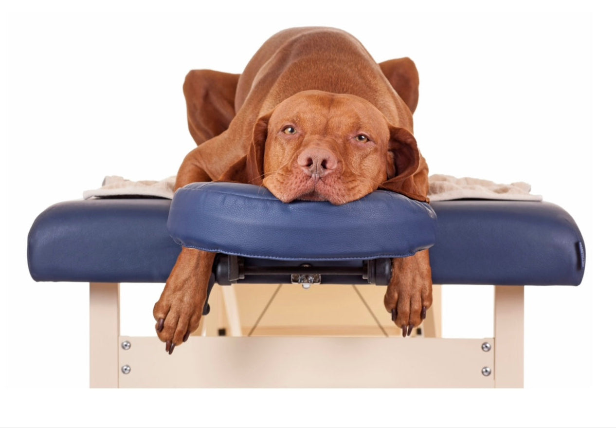Dog lying on a massage table with a hood over its head